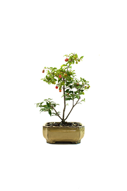 Barbados Cherry Bonsai Ceramic 6" Pot - One of a Kind Bonsai