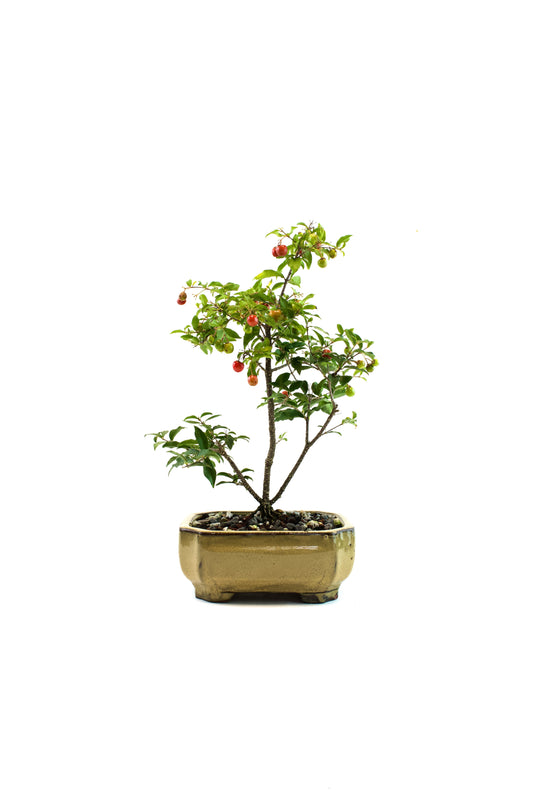 Barbados Cherry Bonsai Ceramic 6" Pot - One of a Kind Bonsai