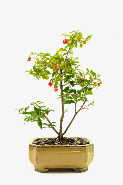 Barbados Cherry Bonsai Ceramic 6" Pot - One of a Kind Bonsai