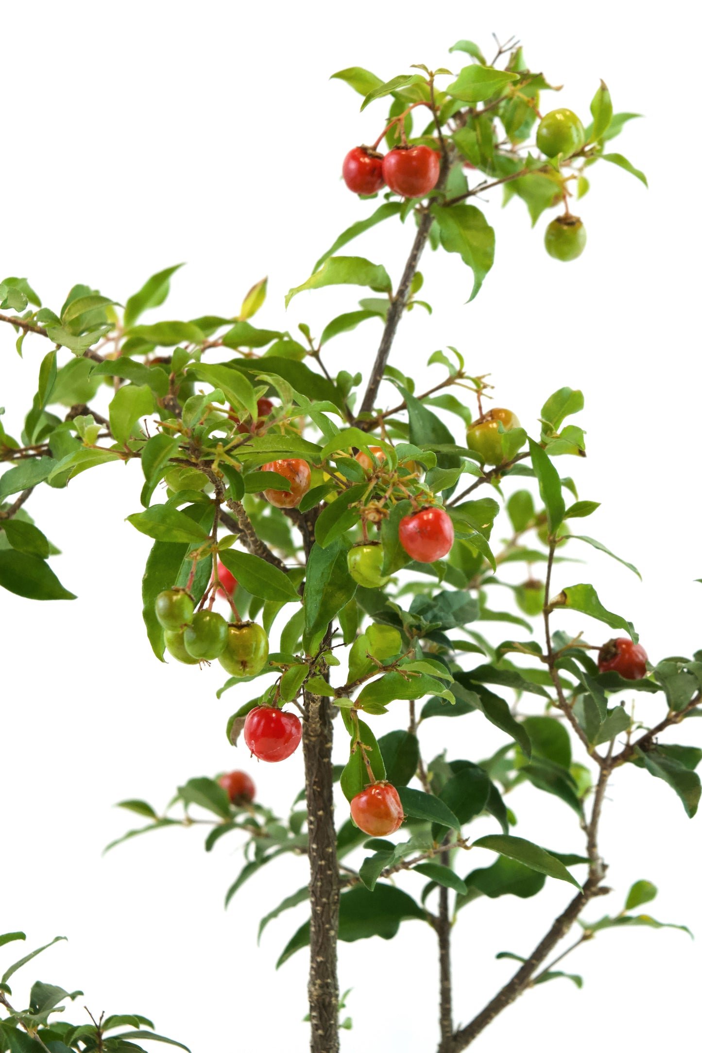 Barbados Cherry Bonsai Ceramic 6" Pot - One of a Kind Bonsai