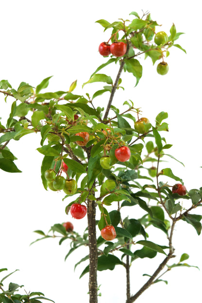 Barbados Cherry Bonsai Ceramic 6" Pot - One of a Kind Bonsai