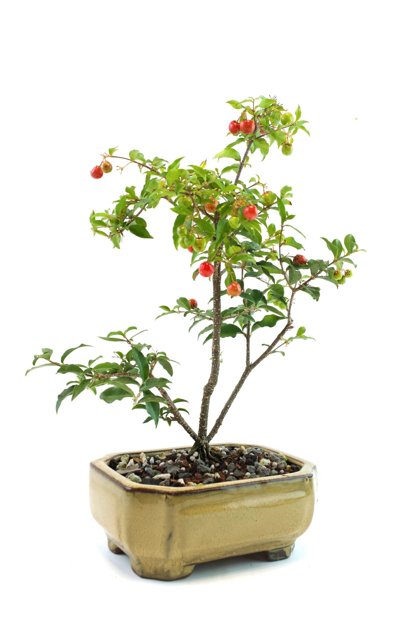Barbados Cherry Bonsai Ceramic 6" Pot - One of a Kind Bonsai