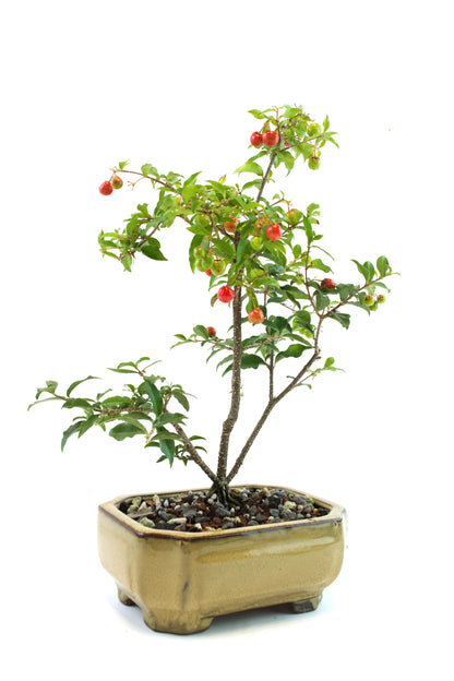 Barbados Cherry Bonsai Ceramic 6" Pot - One of a Kind Bonsai