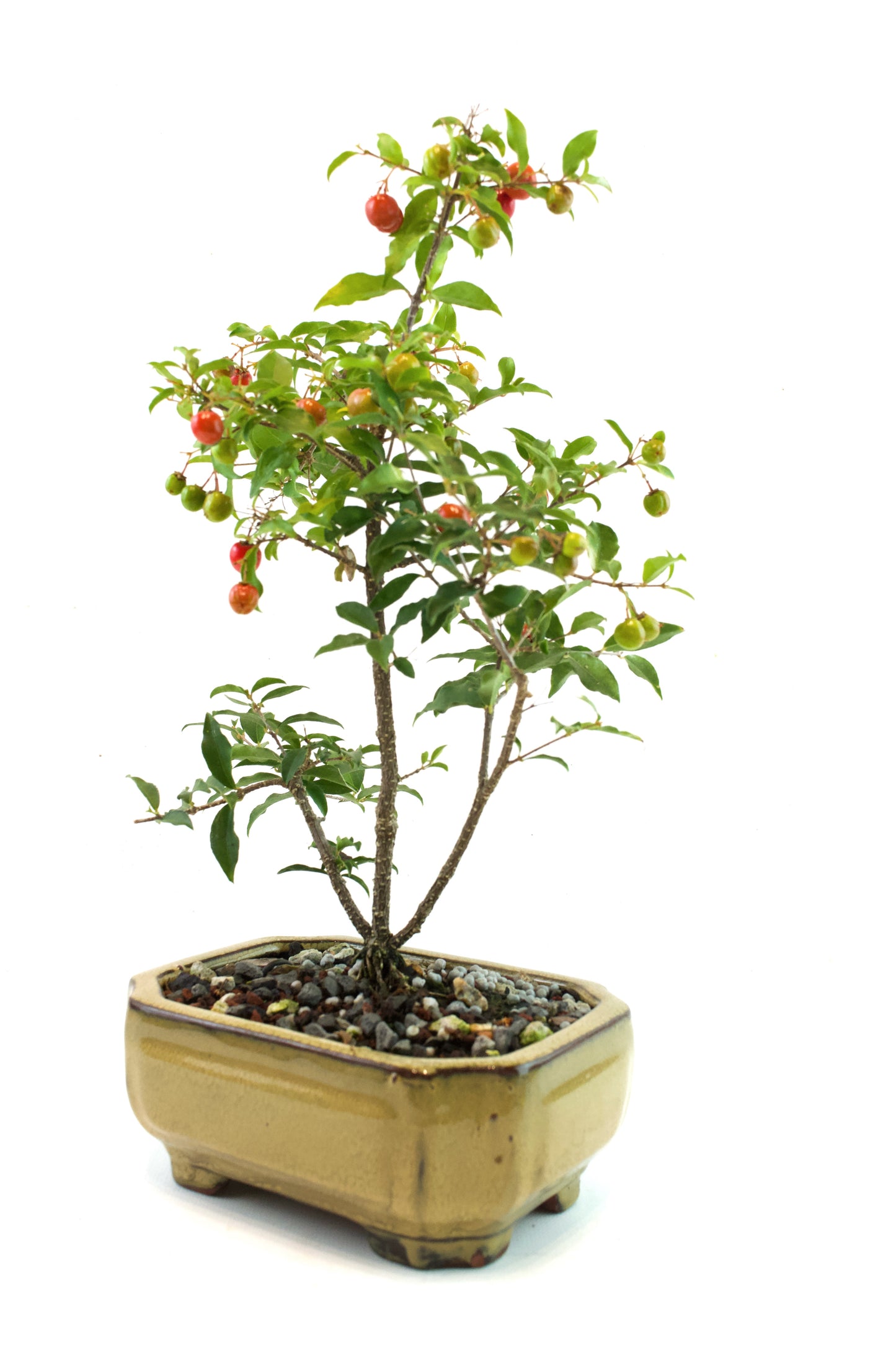 Barbados Cherry Bonsai Ceramic 6" Pot - One of a Kind Bonsai