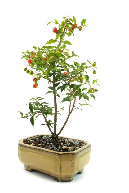 Barbados Cherry Bonsai Ceramic 6" Pot - One of a Kind Bonsai