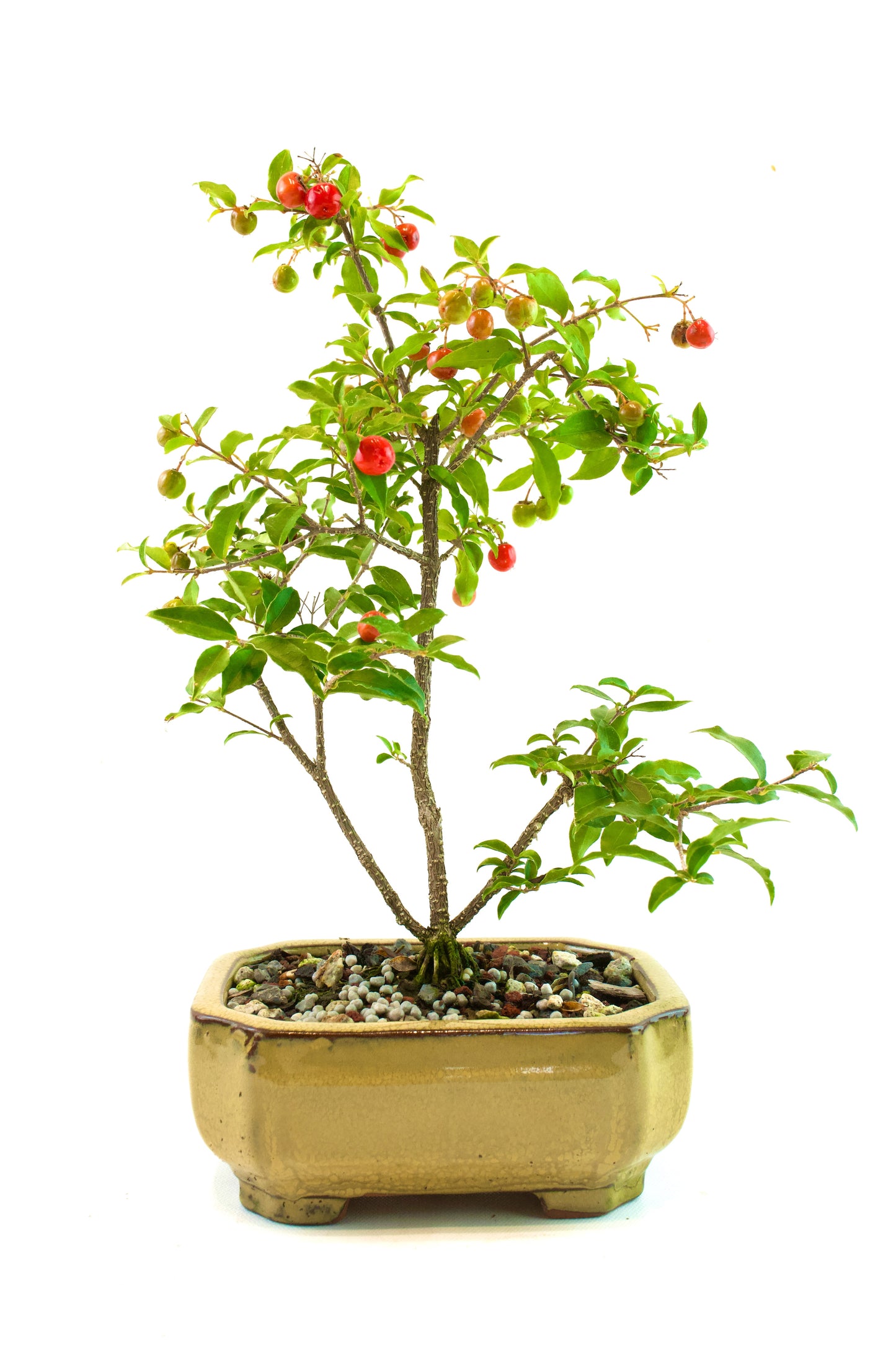 Barbados Cherry Bonsai Ceramic 6" Pot - One of a Kind Bonsai