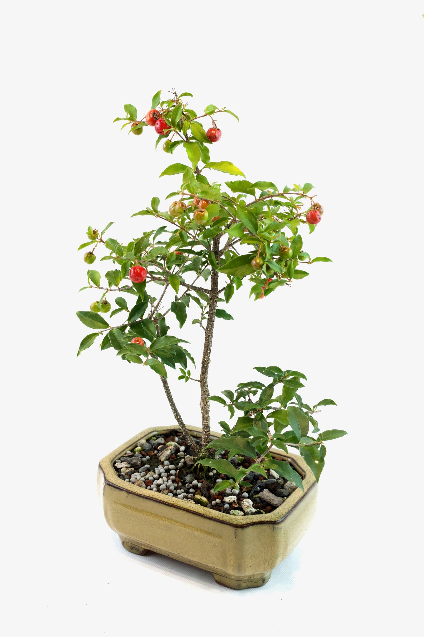 Barbados Cherry Bonsai Ceramic 6" Pot - One of a Kind Bonsai