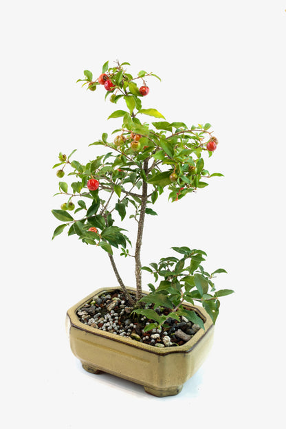 Barbados Cherry Bonsai Ceramic 6" Pot - One of a Kind Bonsai
