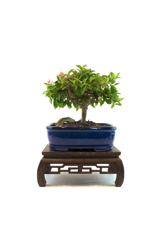 Barbados Cherry Bonsai Ceramic 7.5" Pot - One of a Kind Bonsai