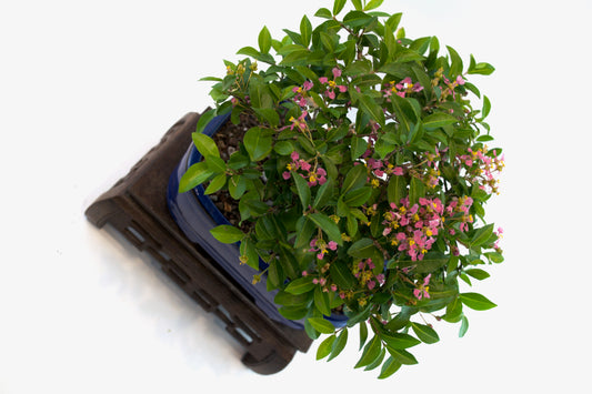 Barbados Cherry Bonsai Ceramic 7.5" Pot - One of a Kind Bonsai