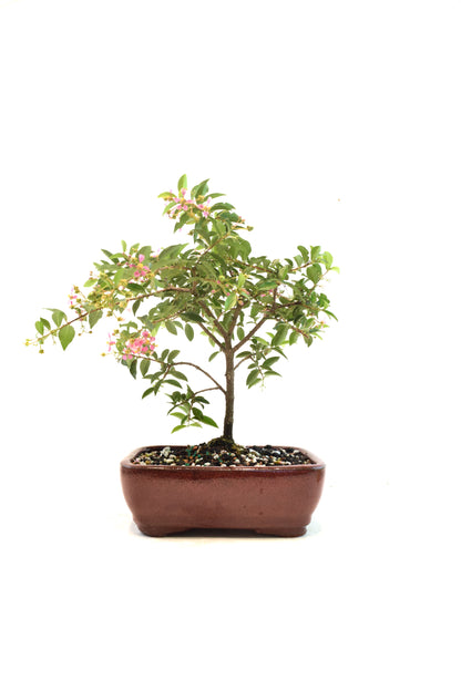 Barbados Cherry Bonsai Ceramic 7" Pot - One of a Kind Bonsai