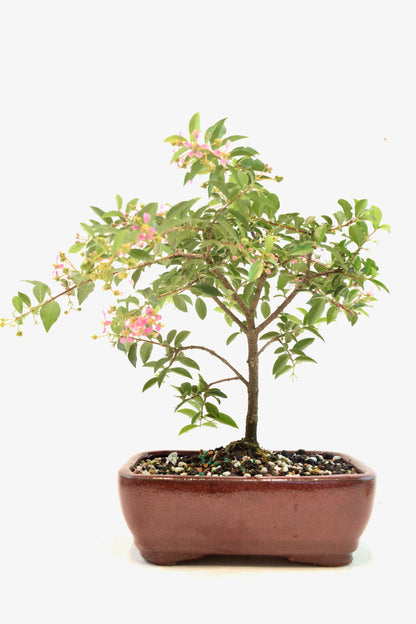 Barbados Cherry Bonsai Ceramic 7" Pot - One of a Kind Bonsai