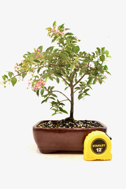 Barbados Cherry Bonsai Ceramic 7" Pot - One of a Kind Bonsai