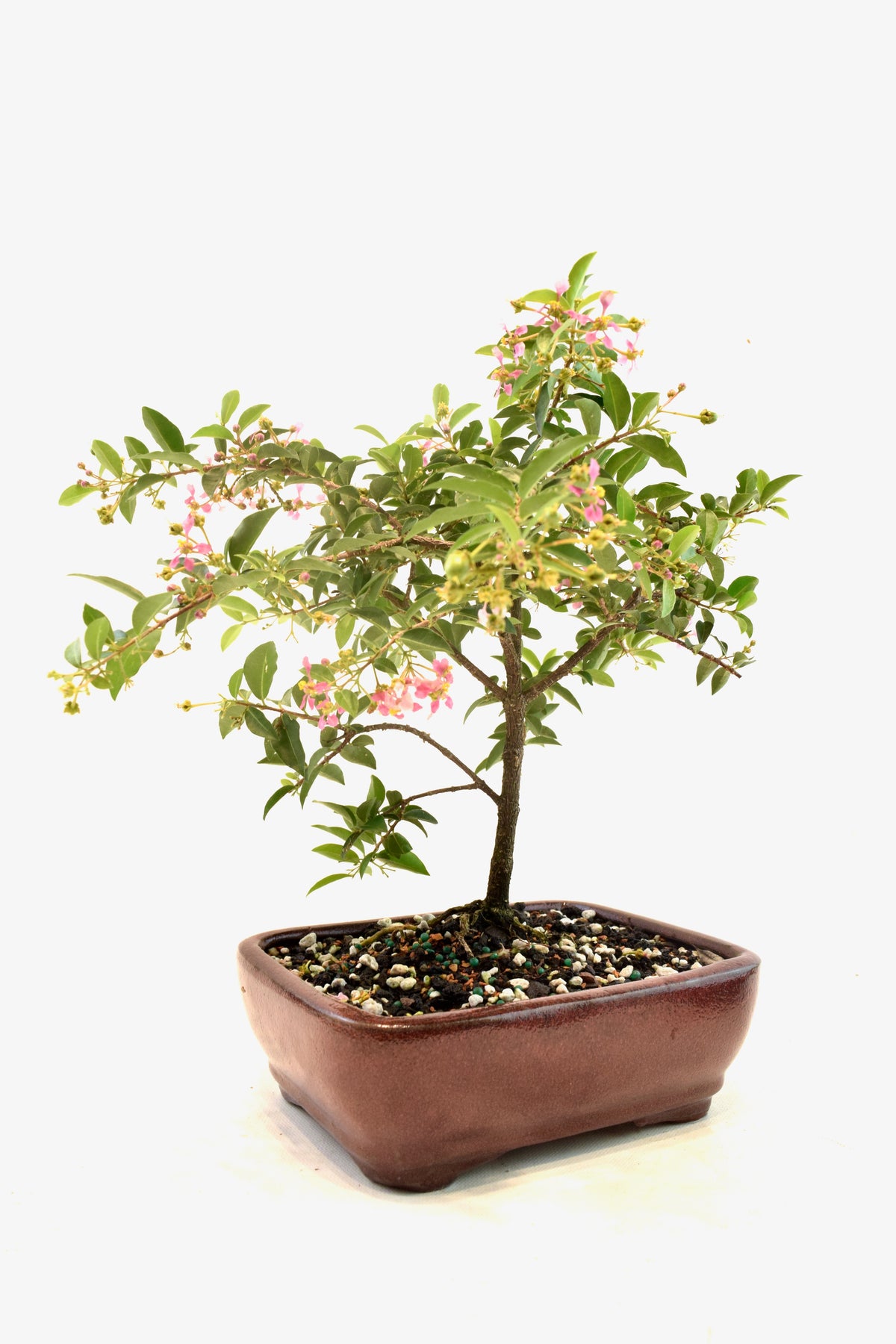 Barbados Cherry Bonsai Ceramic 7" Pot - One of a Kind Bonsai
