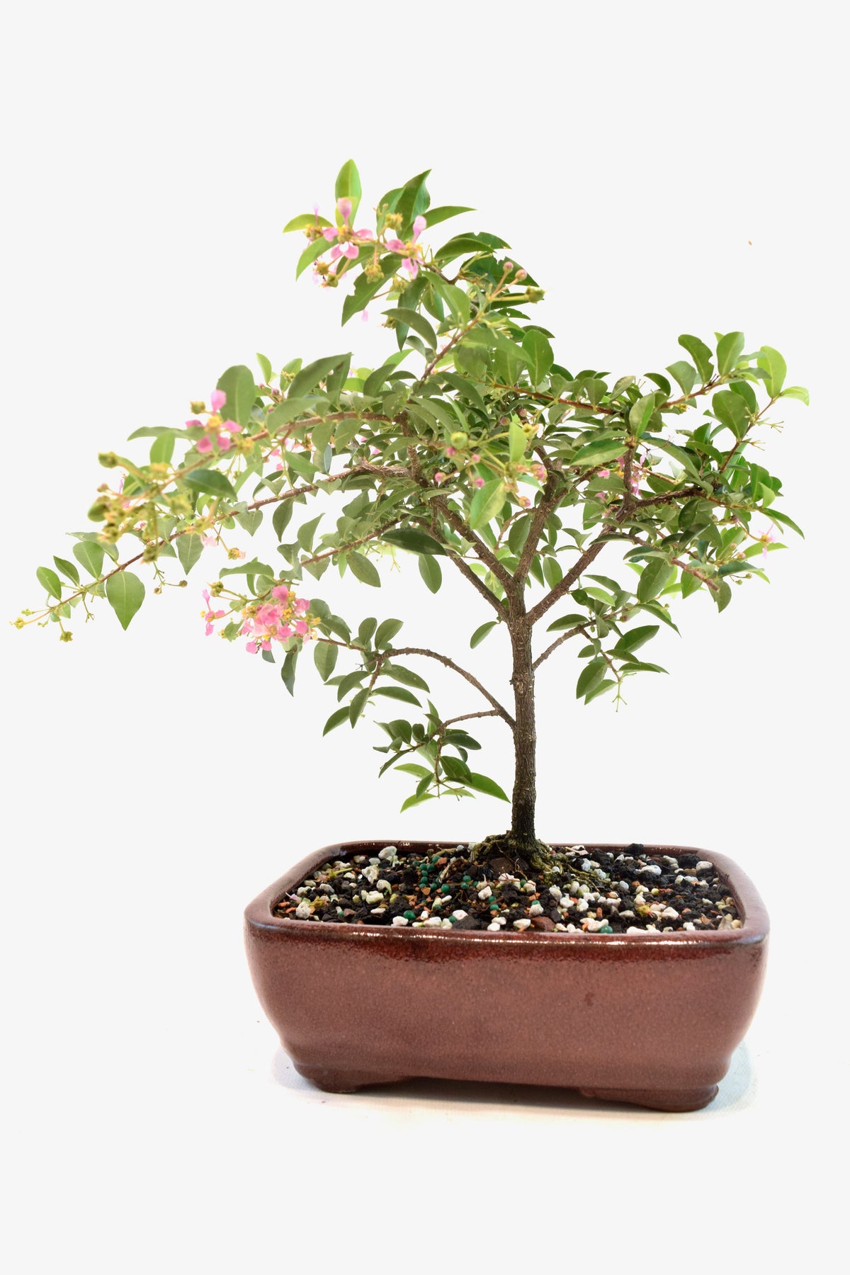 Barbados Cherry Bonsai Ceramic 7" Pot - One of a Kind Bonsai