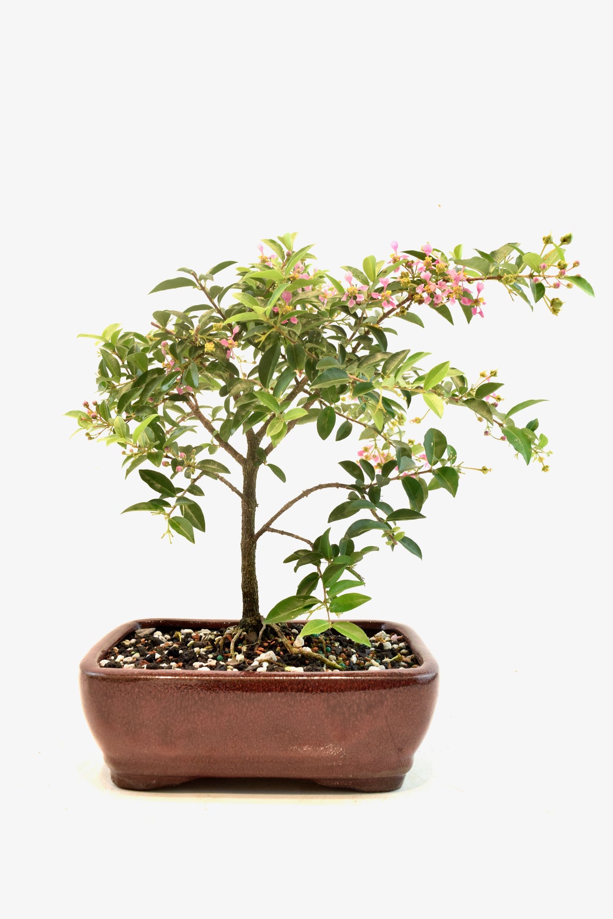 Barbados Cherry Bonsai Ceramic 7" Pot - One of a Kind Bonsai