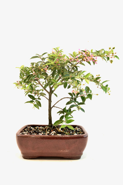 Barbados Cherry Bonsai Ceramic 7" Pot - One of a Kind Bonsai