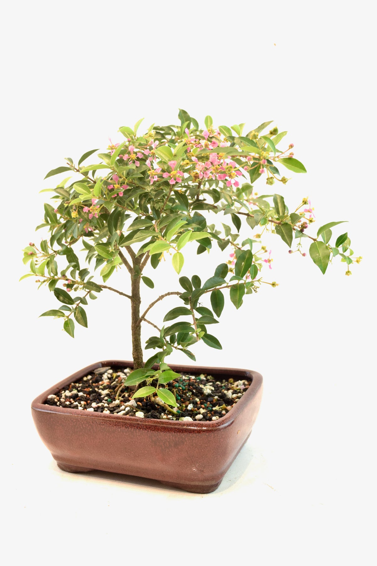 Barbados Cherry Bonsai Ceramic 7" Pot - One of a Kind Bonsai