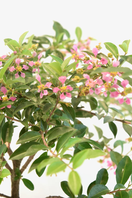 Barbados Cherry Bonsai Ceramic 7" Pot - One of a Kind Bonsai