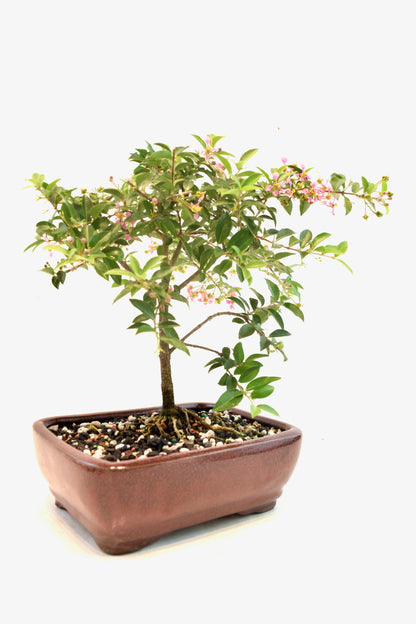 Barbados Cherry Bonsai Ceramic 7" Pot - One of a Kind Bonsai