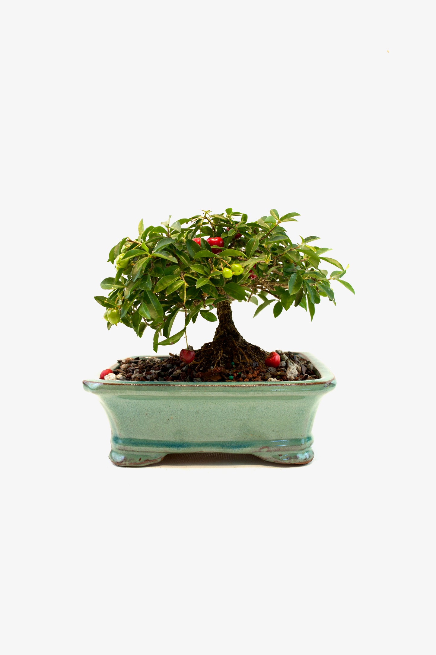 Barbados Cherry Bonsai Ceramic 7" Pot - One of a Kind Bonsai