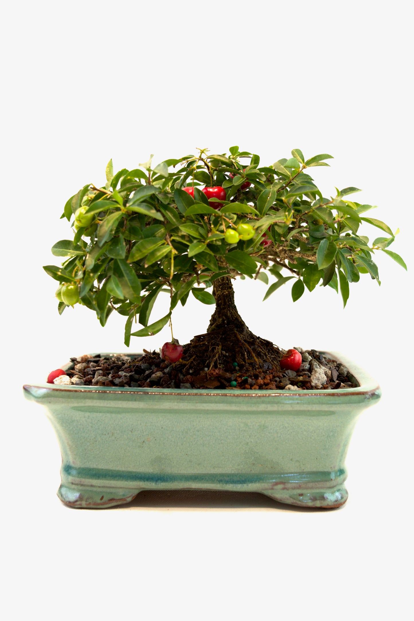 Barbados Cherry Bonsai Ceramic 7" Pot - One of a Kind Bonsai