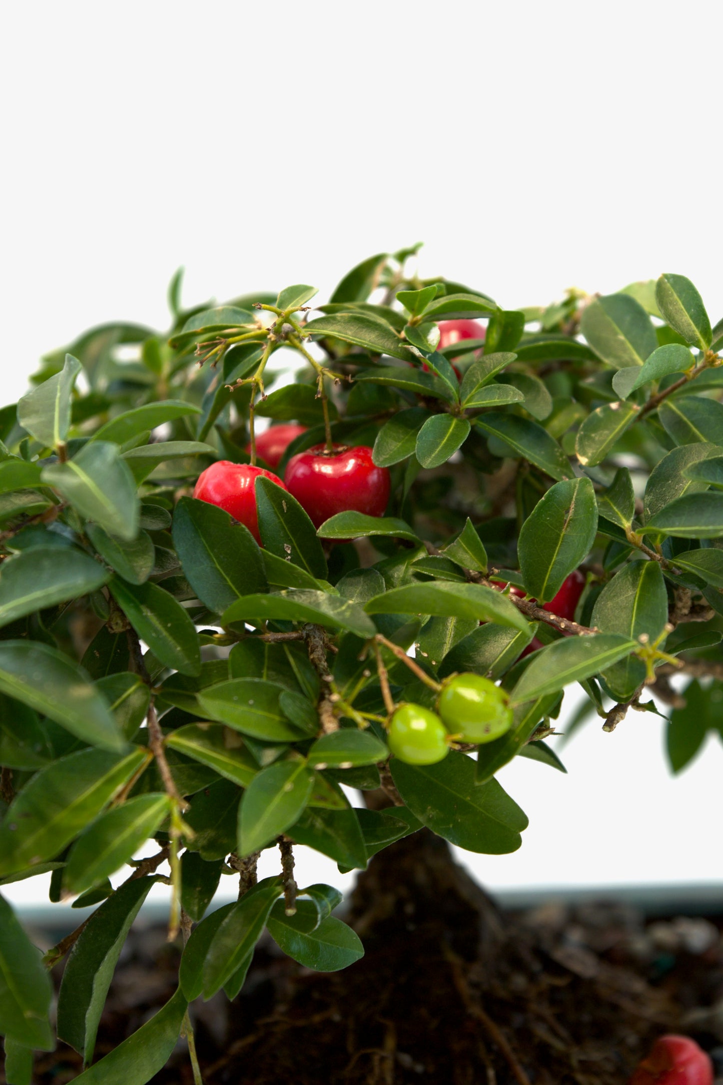 Barbados Cherry Bonsai Ceramic 7" Pot - One of a Kind Bonsai