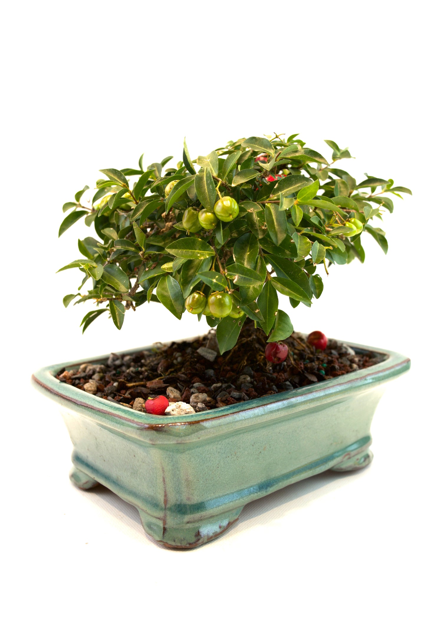 Barbados Cherry Bonsai Ceramic 7" Pot - One of a Kind Bonsai