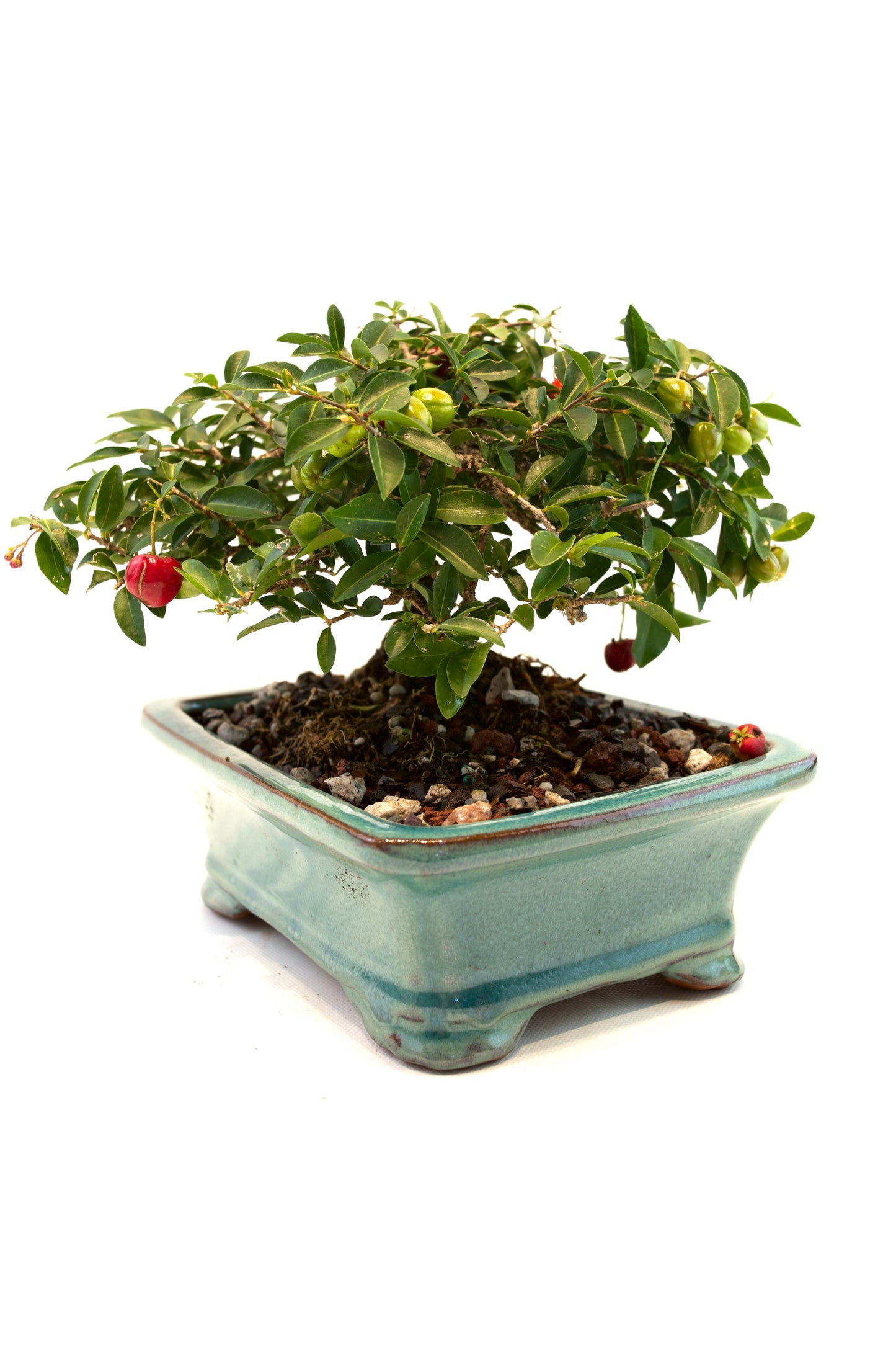 Barbados Cherry Bonsai Ceramic 7" Pot - One of a Kind Bonsai