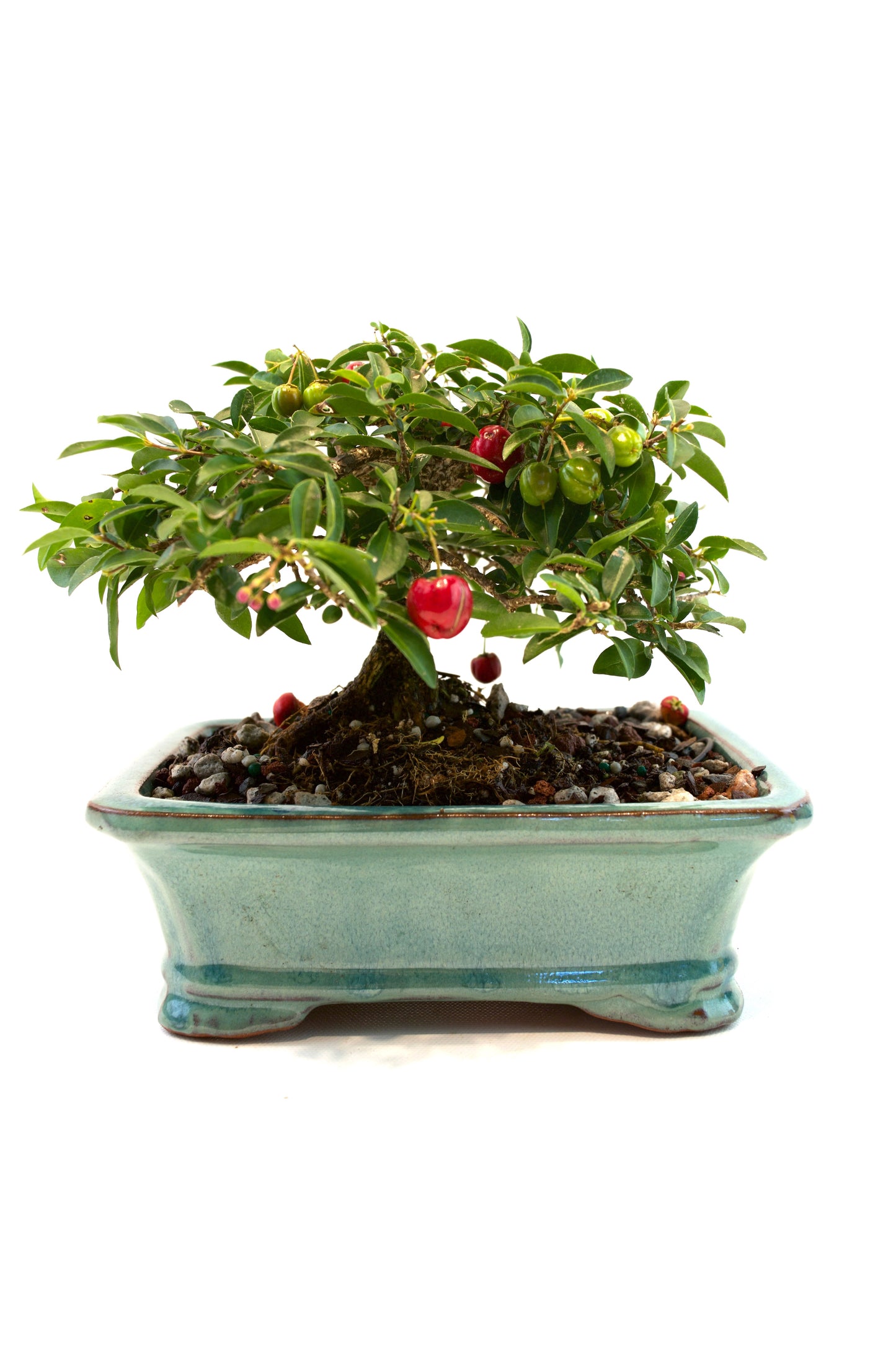 Barbados Cherry Bonsai Ceramic 7" Pot - One of a Kind Bonsai