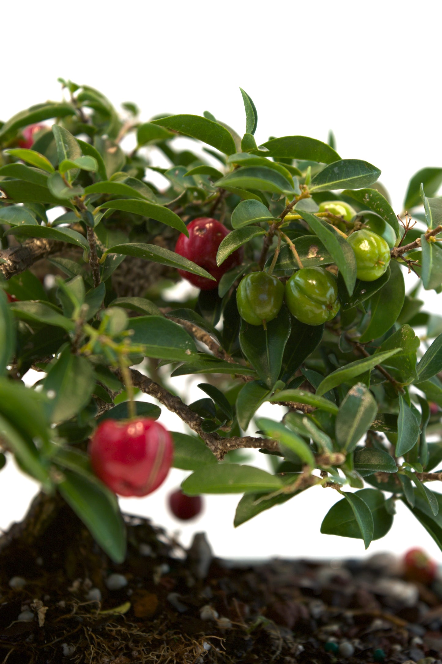 Barbados Cherry Bonsai Ceramic 7" Pot - One of a Kind Bonsai
