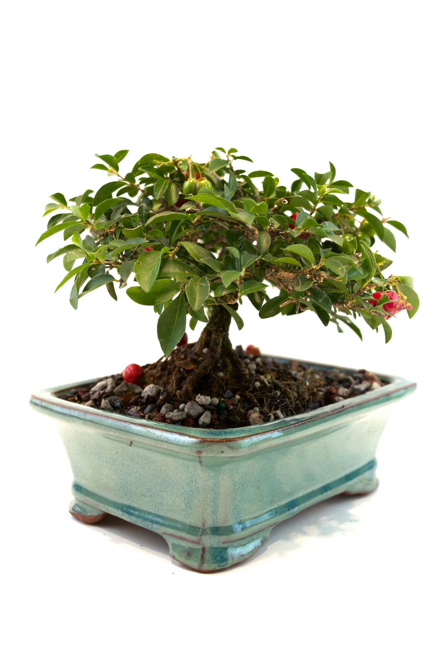 Barbados Cherry Bonsai Ceramic 7" Pot - One of a Kind Bonsai