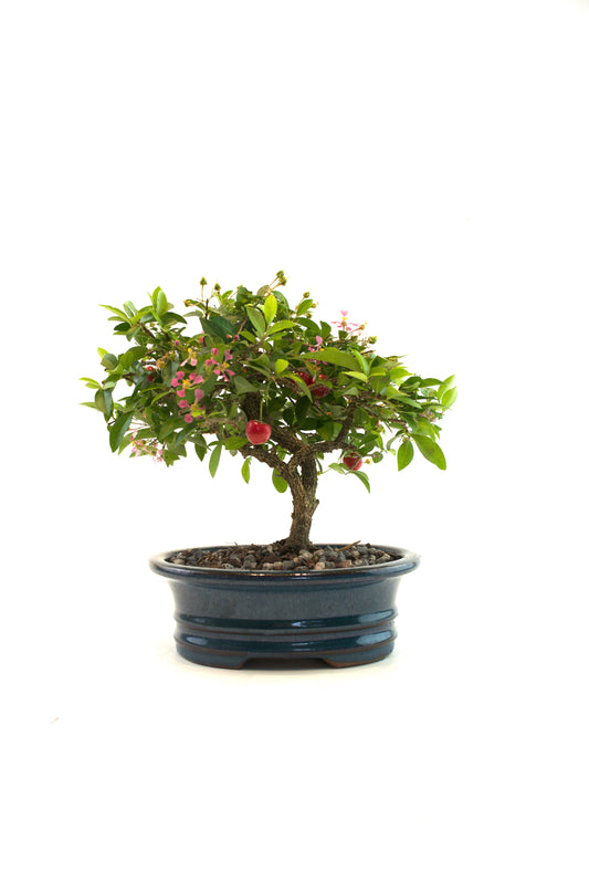 Barbados Cherry Bonsai Ceramic 7.5" Pot - One of a Kind Bonsai