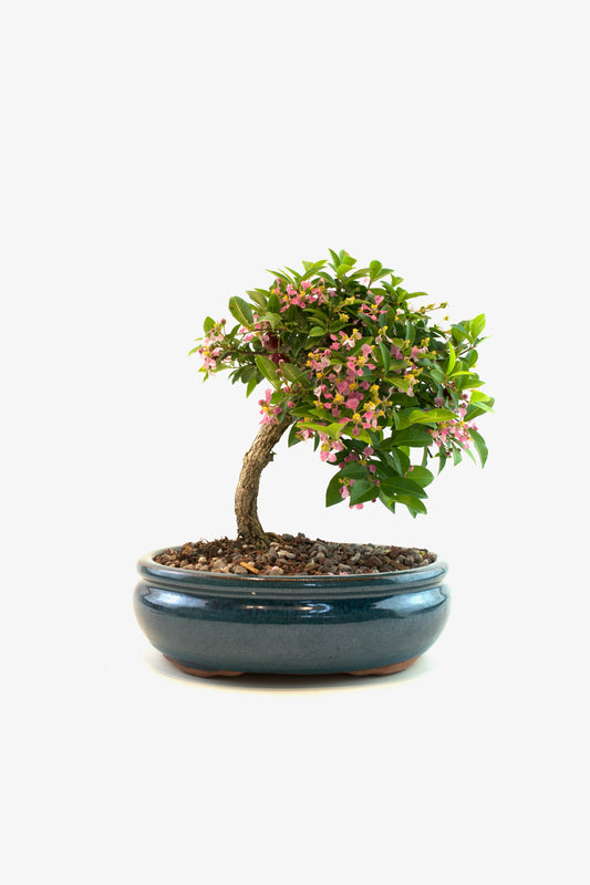 Barbados Cherry Bonsai Ceramic 7" Pot - One of a Kind Bonsai