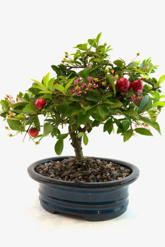 Barbados Cherry Bonsai Ceramic 7.5" Pot - One of a Kind Bonsai