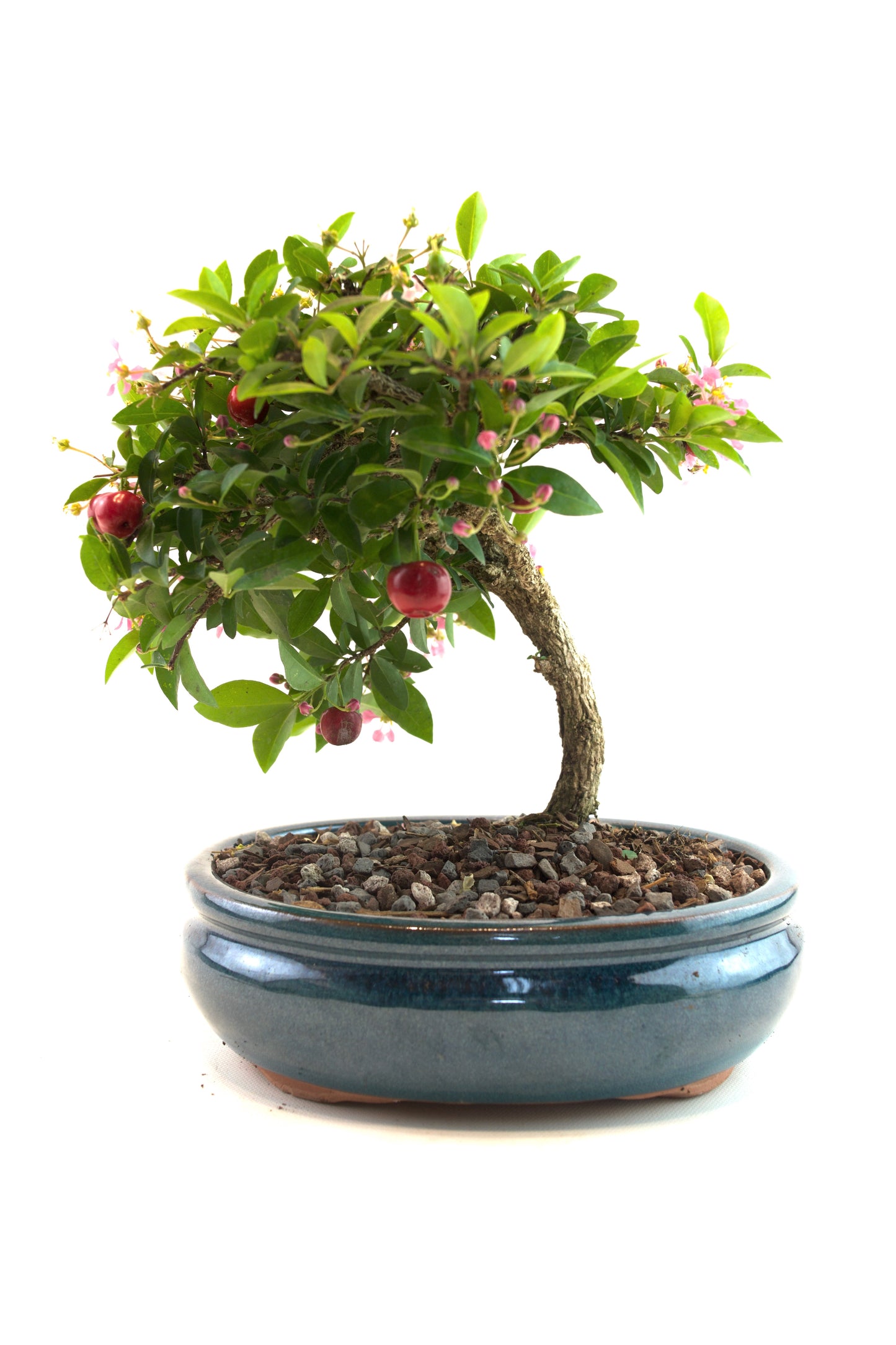 Barbados Cherry Bonsai Ceramic 7" Pot - One of a Kind Bonsai