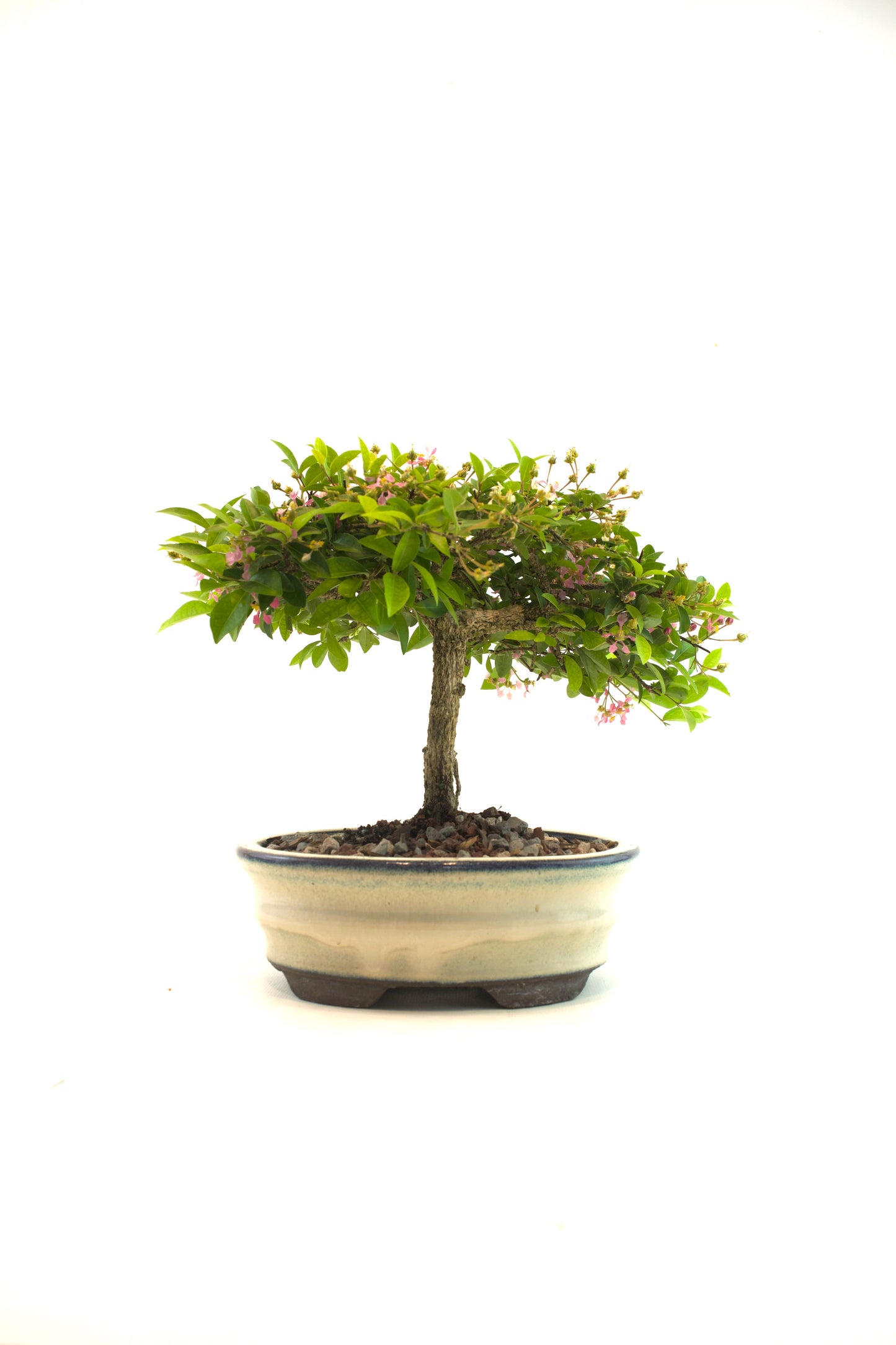 Barbados Cherry Bonsai Ceramic 7" Pot - One of a Kind Bonsai
