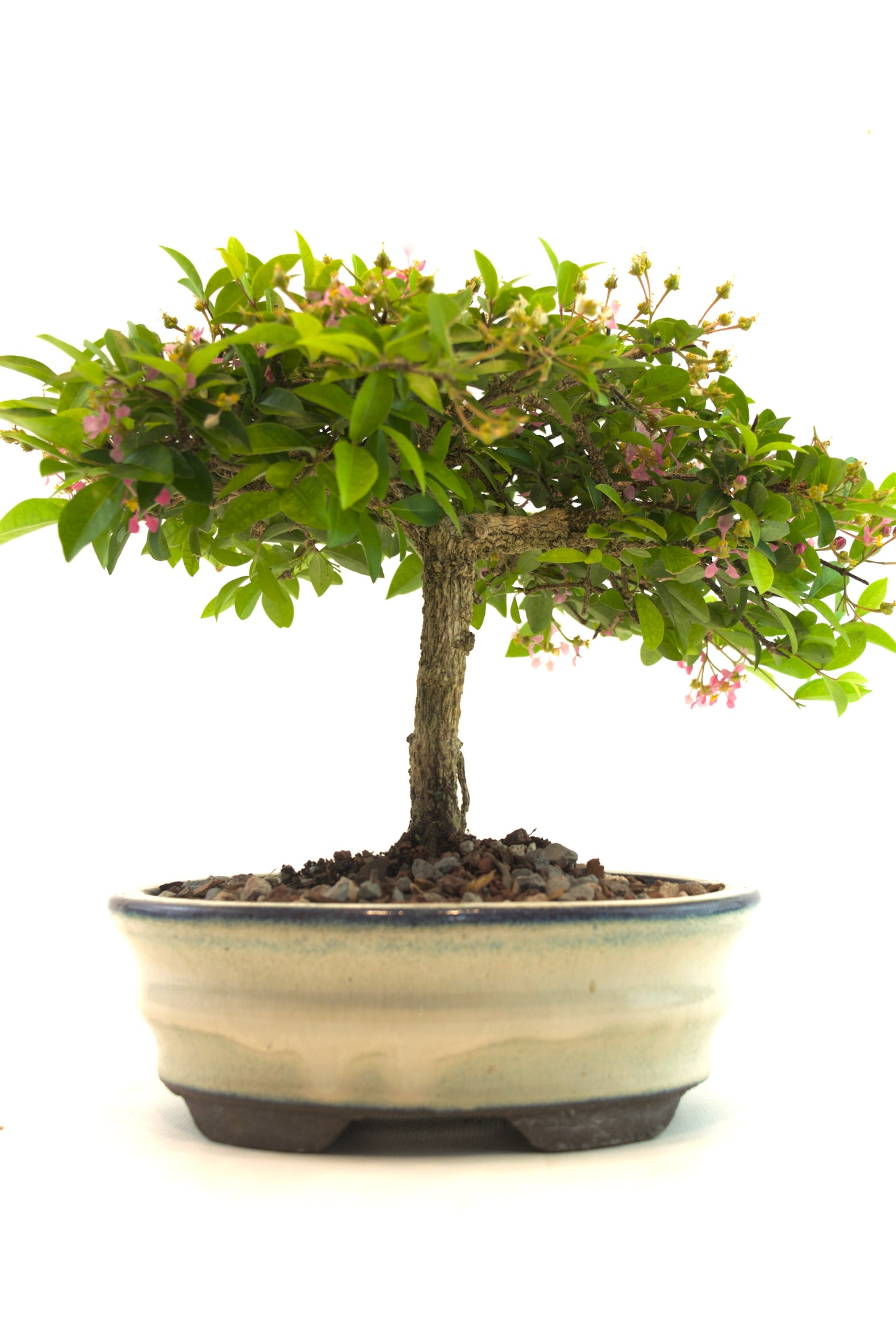 Barbados Cherry Bonsai Ceramic 7" Pot - One of a Kind Bonsai