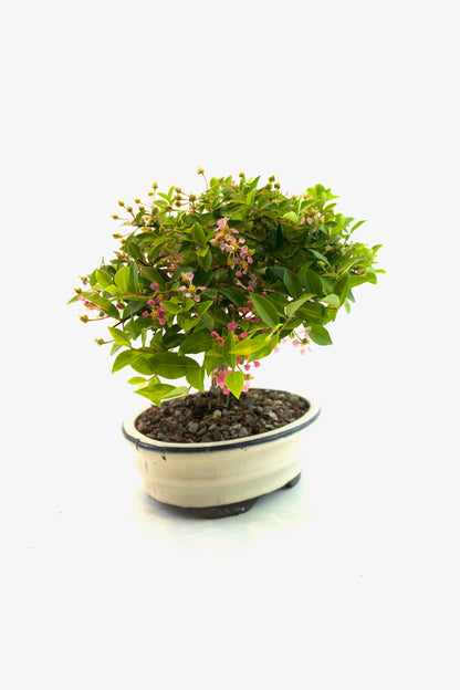 Barbados Cherry Bonsai Ceramic 7" Pot - One of a Kind Bonsai