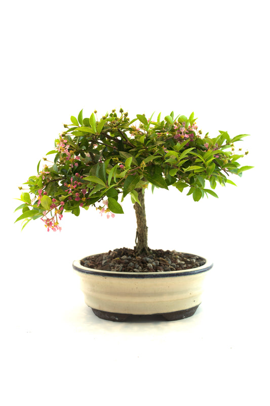 Barbados Cherry Bonsai Ceramic 7" Pot - One of a Kind Bonsai