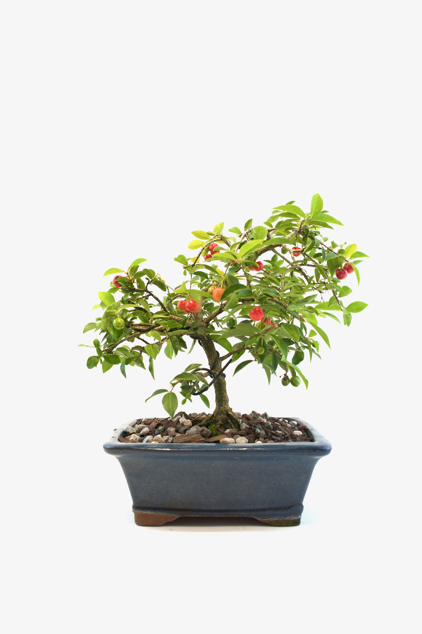 Barbados Cherry Bonsai Ceramic 8" Pot - One of a Kind Bonsai