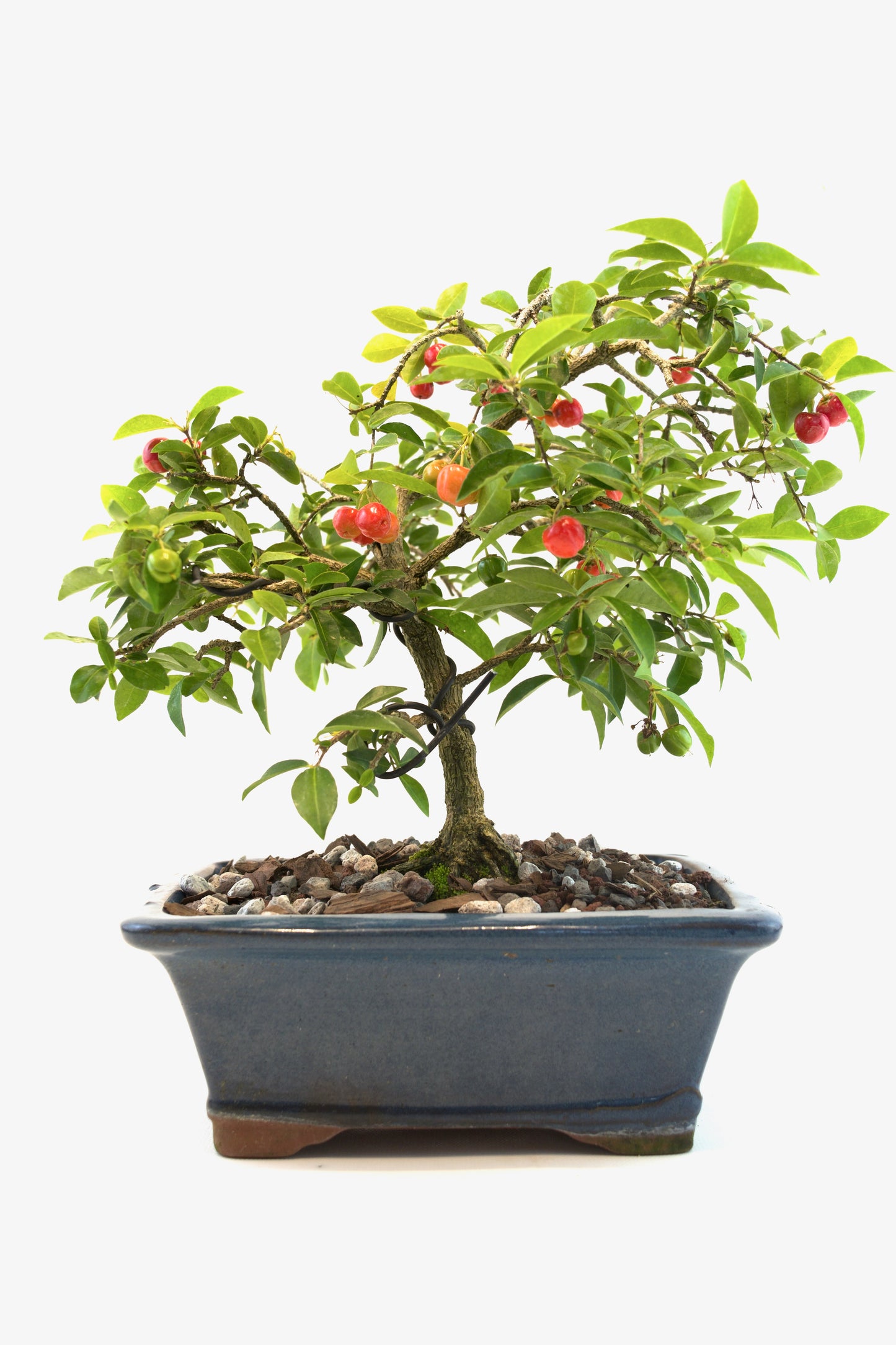 Barbados Cherry Bonsai Ceramic 8" Pot - One of a Kind Bonsai