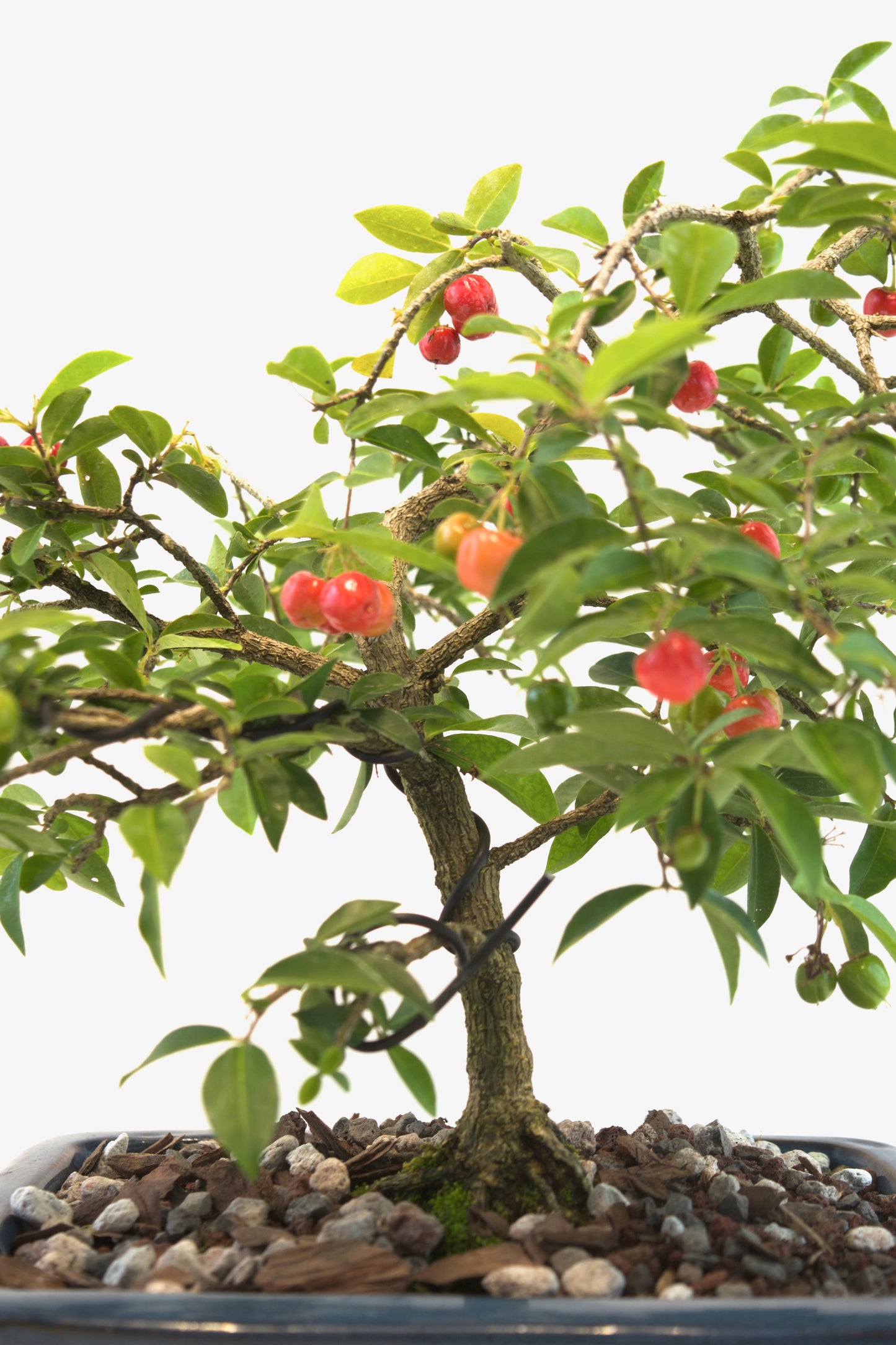 Barbados Cherry Bonsai Ceramic 8" Pot - One of a Kind Bonsai