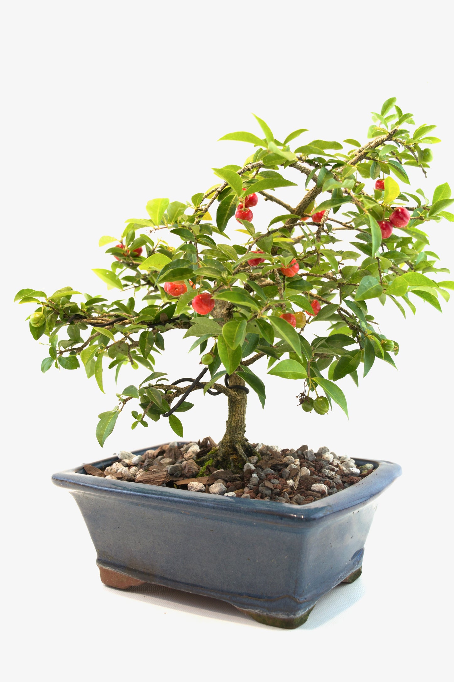 Barbados Cherry Bonsai Ceramic 8" Pot - One of a Kind Bonsai