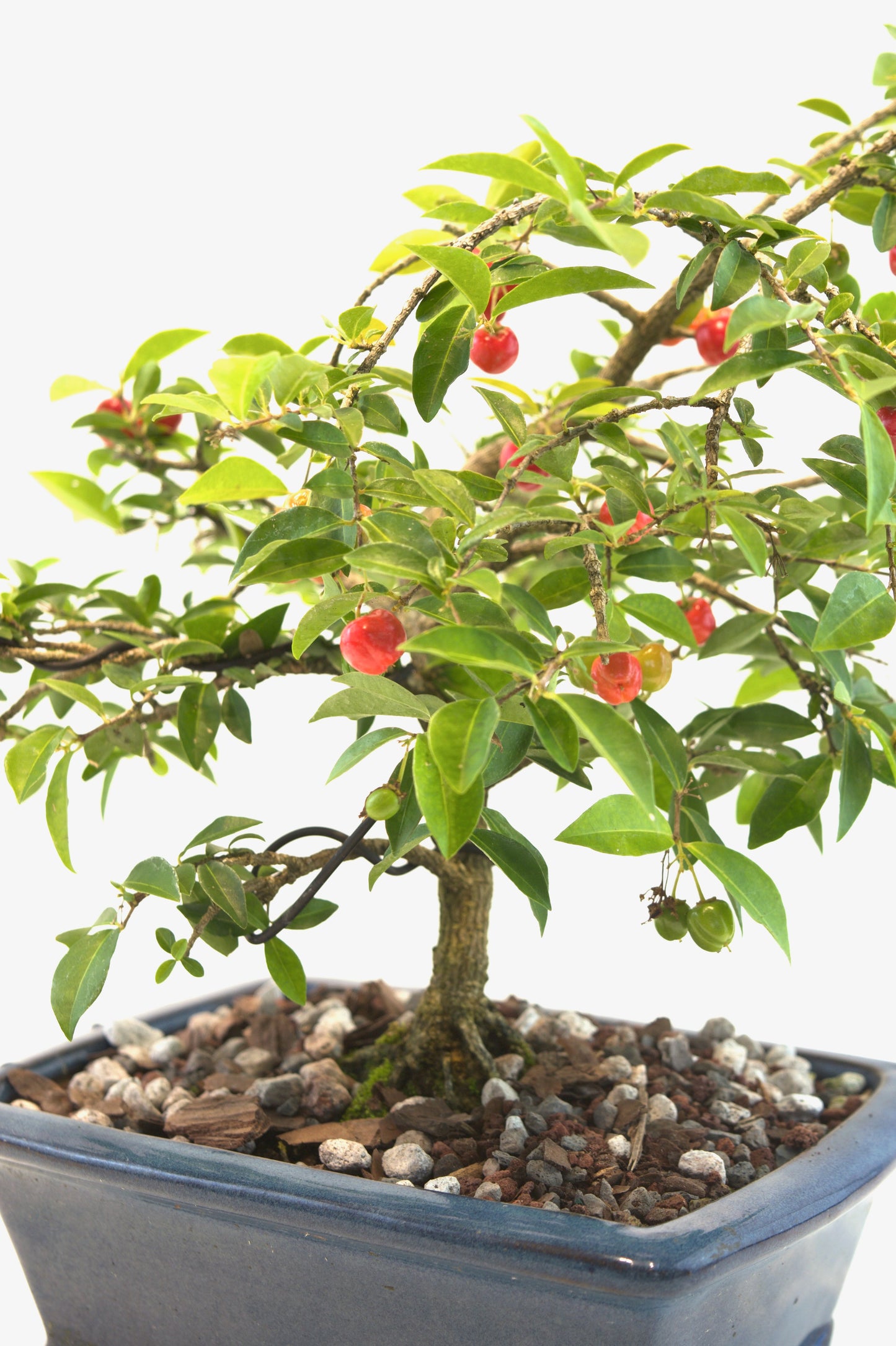 Barbados Cherry Bonsai Ceramic 8" Pot - One of a Kind Bonsai