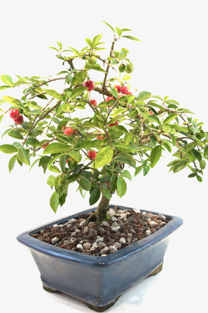 Barbados Cherry Bonsai Ceramic 8" Pot - One of a Kind Bonsai