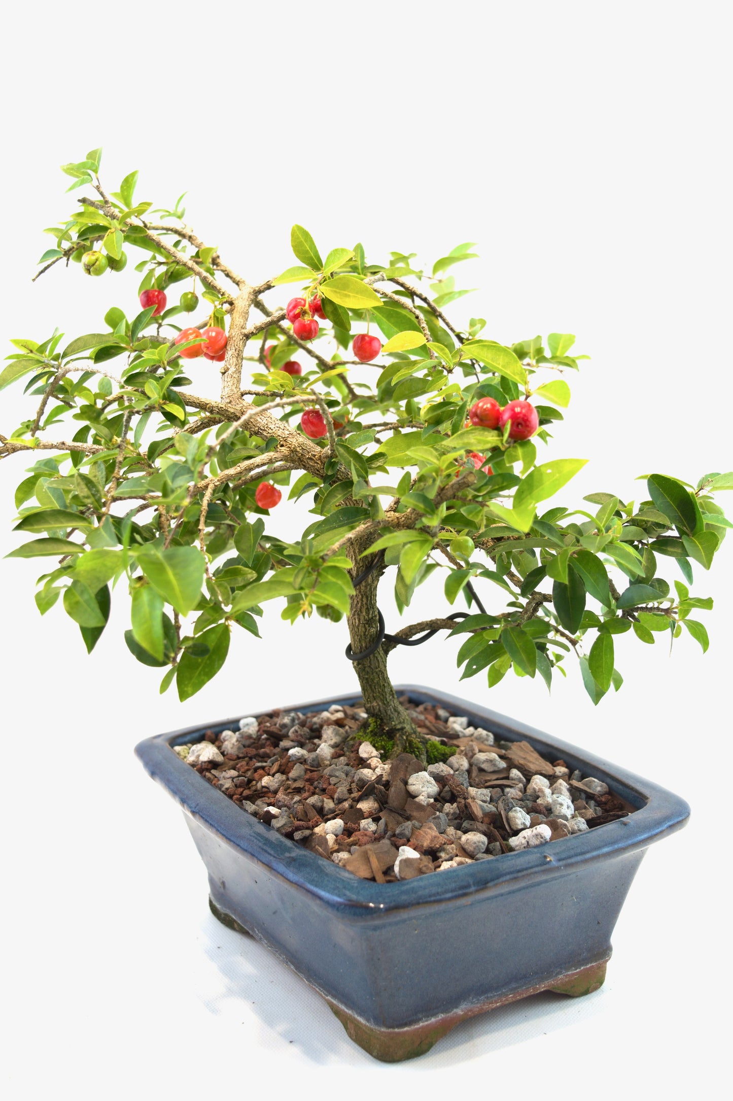 Barbados Cherry Bonsai Ceramic 8" Pot - One of a Kind Bonsai