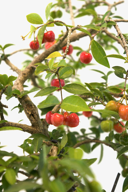 Barbados Cherry Bonsai Ceramic 8" Pot - One of a Kind Bonsai