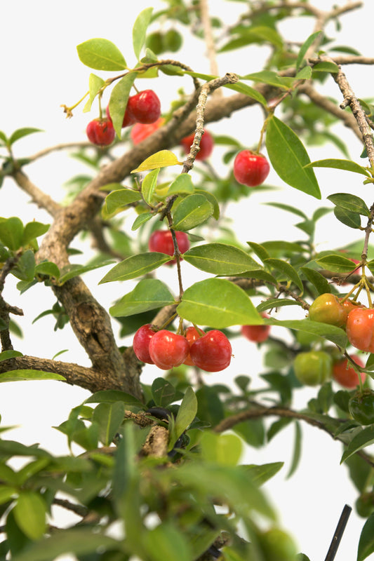 Barbados Cherry Bonsai Ceramic 8" Pot - One of a Kind Bonsai