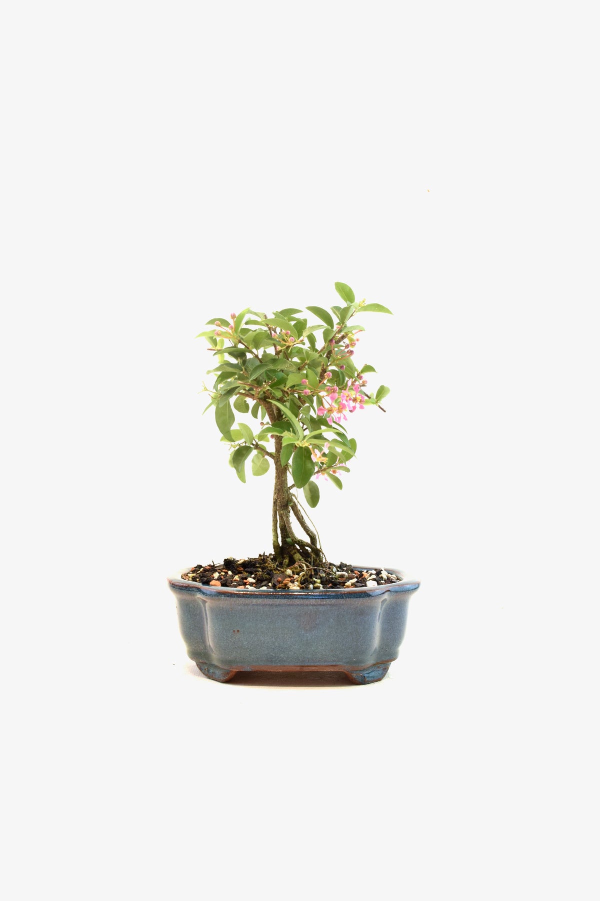 Rare Barbados Cherry Bonsai Ceramic 6" Pot - One of a Kind Bonsai